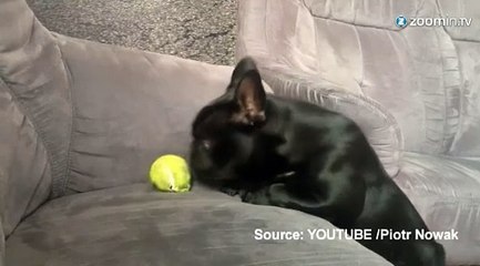 Un chien désespère d’attraper une balle de tennis