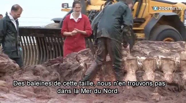 Pays-Bas: dissection d'une baleine de 17 mètres