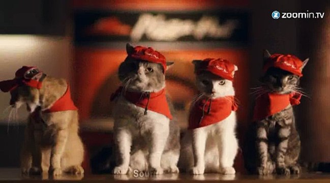Un Pizza Hut géré par des chats : mauvaise idée