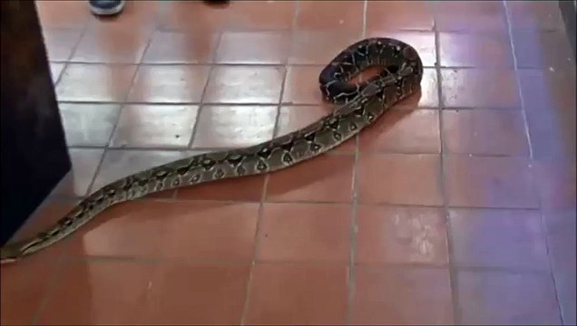 Elle découvre un boa de deux mètres chez elle en rentrant chez elle