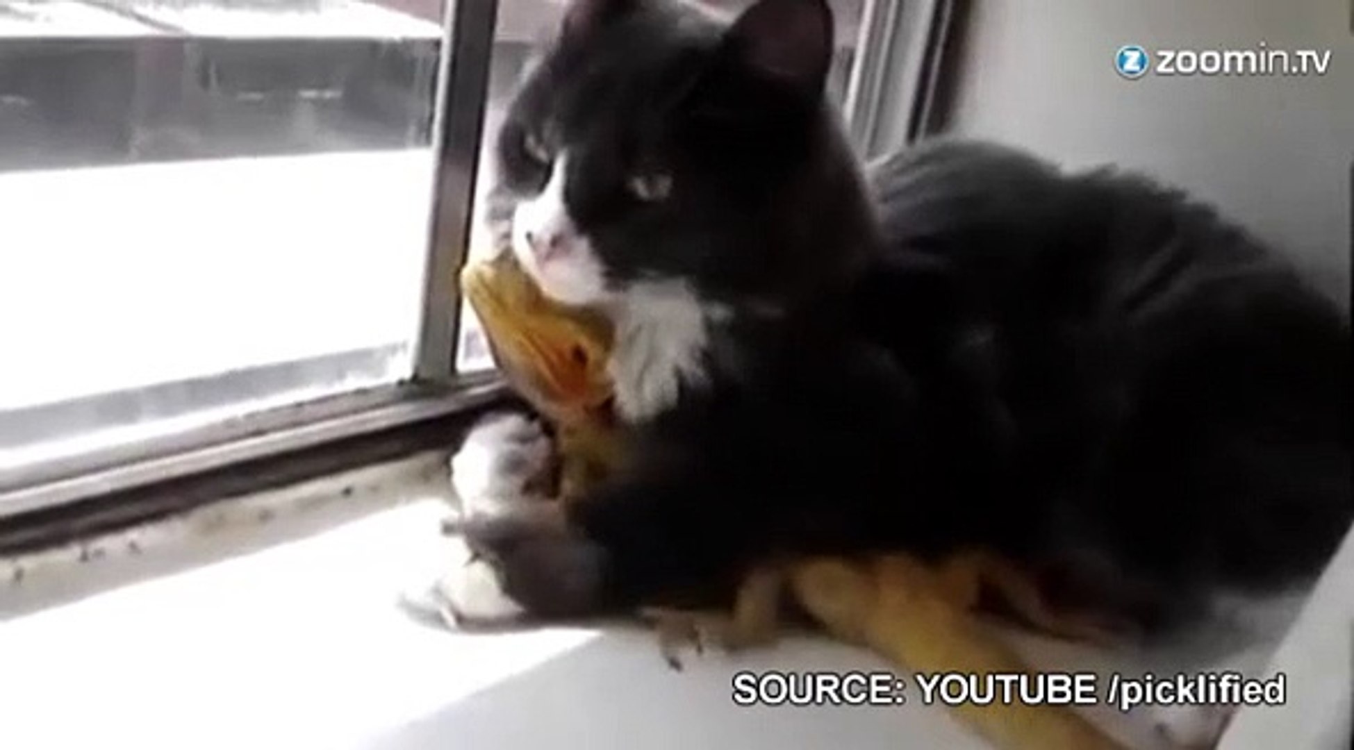 Un Chat Amoureux D Un Lezard Video Dailymotion