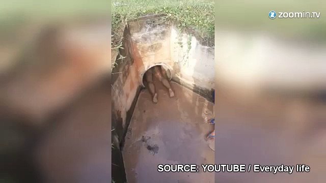 Il se roule dans les excréments pour sauver des chiots