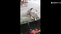 Ces chats se frottent à de bien gros poissons!