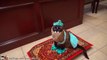 Un chat déguisé en princesse Jasmine d'Aladin sur un tapis volant