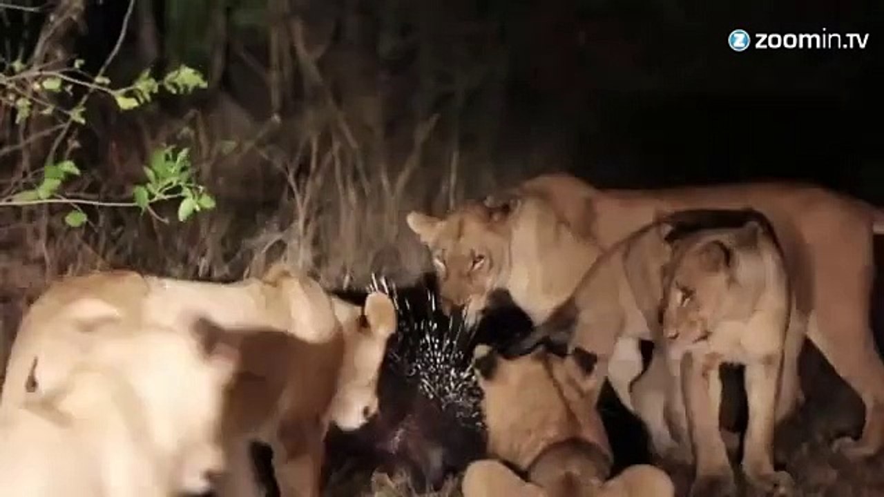 Un porc-épic défie 17 lions affamés!