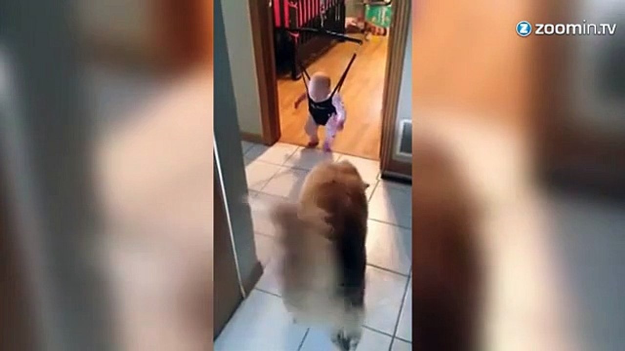 Un chien apprend à un bébé comment sauter