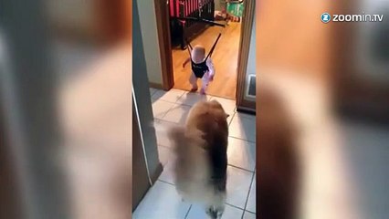 Un chien apprend à un bébé comment sauter