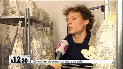Il fait pousser des champignons dans du marc de café!