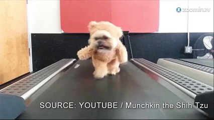 Un chien déguisé en Teddy court sur un tapis!