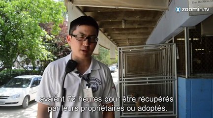 São Paulo: 250 chiens en attente d'une deuxième chance