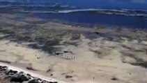 Australie : six cachalots s'échouent sur une plage