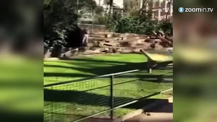 Barcelone: un homme attaqué par des lions au zoo!
