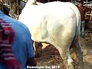 Qurbani Eid In Bangladesh 2012