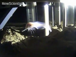 Cette créature translucide est le poisson qui vit dans les eaux les plus profondes !