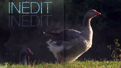 L'amour est dans le pré saison 10 : découvrez les nouveaux agriculteurs