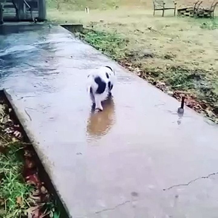 La vidéo mignonne du jour : un petit cochon glisse sur du verglas