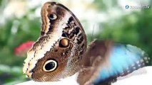 A la rencontre d'un papillon scintillant, le Morpho