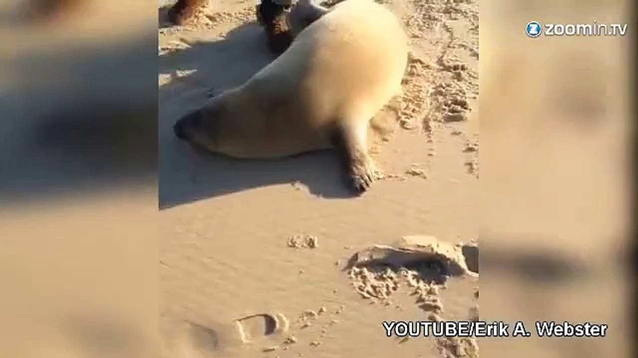 Un chien et un phoque, plus amoureux que jamais !