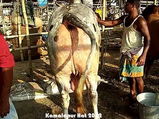 Qurbani Eid In Bangladesh 2012