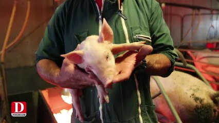 Temoignage d'un eleveur porcins dans le Gers