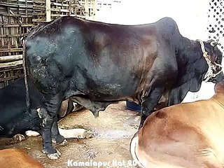 Qurbani Eid In Bangladesh 2012