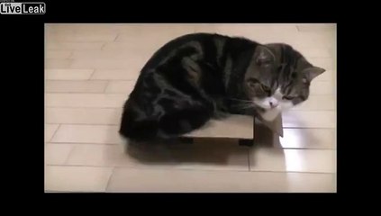 Cats Are Dumber Than Dogs