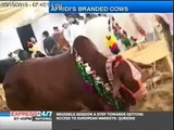 Afridi branded cows ,on sports tv Eid-ul-Azha 2015