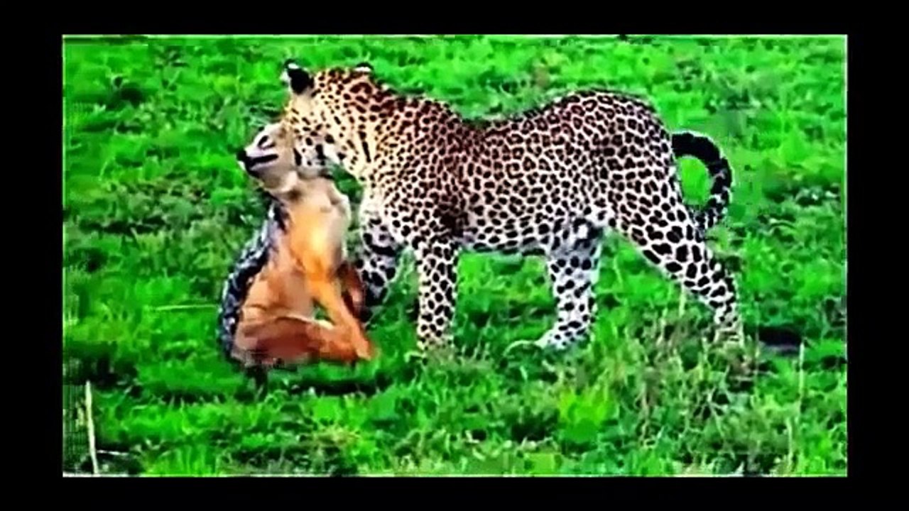 Animal Planet | Discovery Channel | Wild Life Animals Documentary 2015 | National Geographic p2