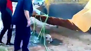 LiveLeak.com - trying to safe a camel goes   terribly wrong