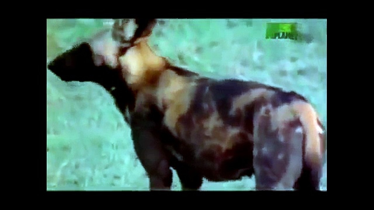 Animal Planet | Discovery Channel | Wild Life Animals Documentary 2015 | National Geographic p4