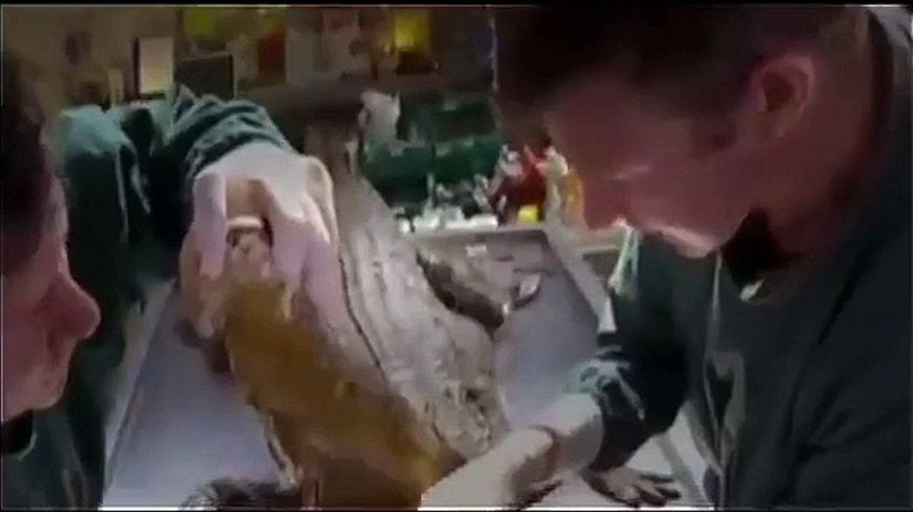 Animal Documentary: SUPERCROC, THE DINO HUNTER! Special National Geographic