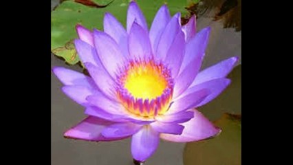 Pink Lotus flower -the national flower of india pitures