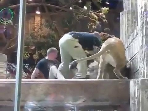 Lioness prevented the lion to eat the zoo Keeper