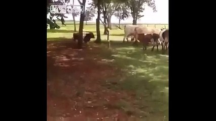 Small Male Sheep Knocked Down The Big Bull