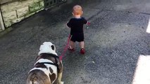 Un bébé essaye de promener un bulldog anglais