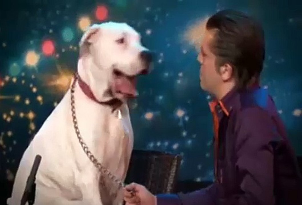 A Dogo Argentino of Whitney Houston loves.