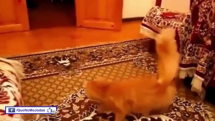 Los Animales Mas Graciosos y Divertidos del Mundo #1 [Full Episode]