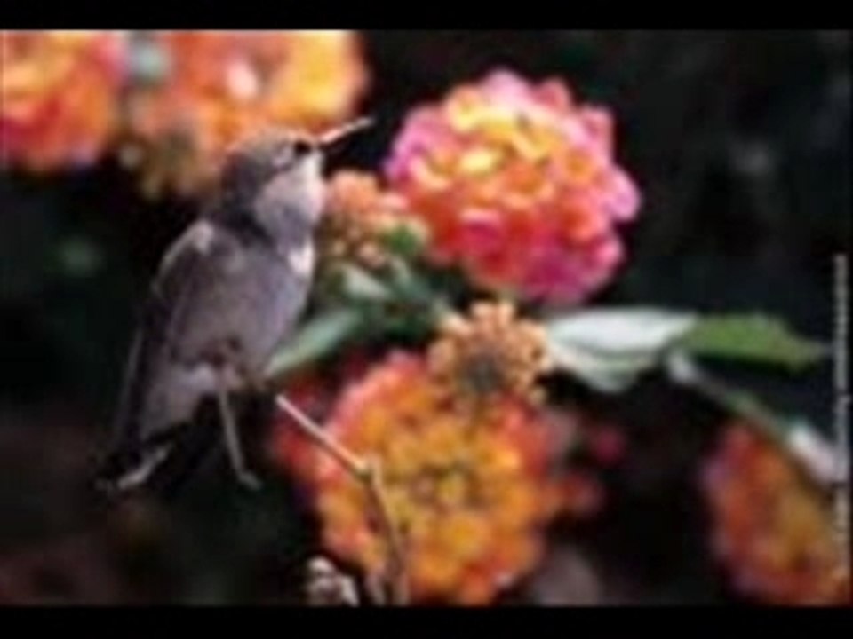 Diaporama de Colibri