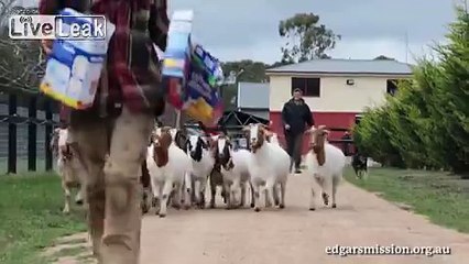 LiveLeak.com - We all need buddies :)