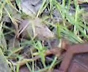 Burned Church Daytime Video