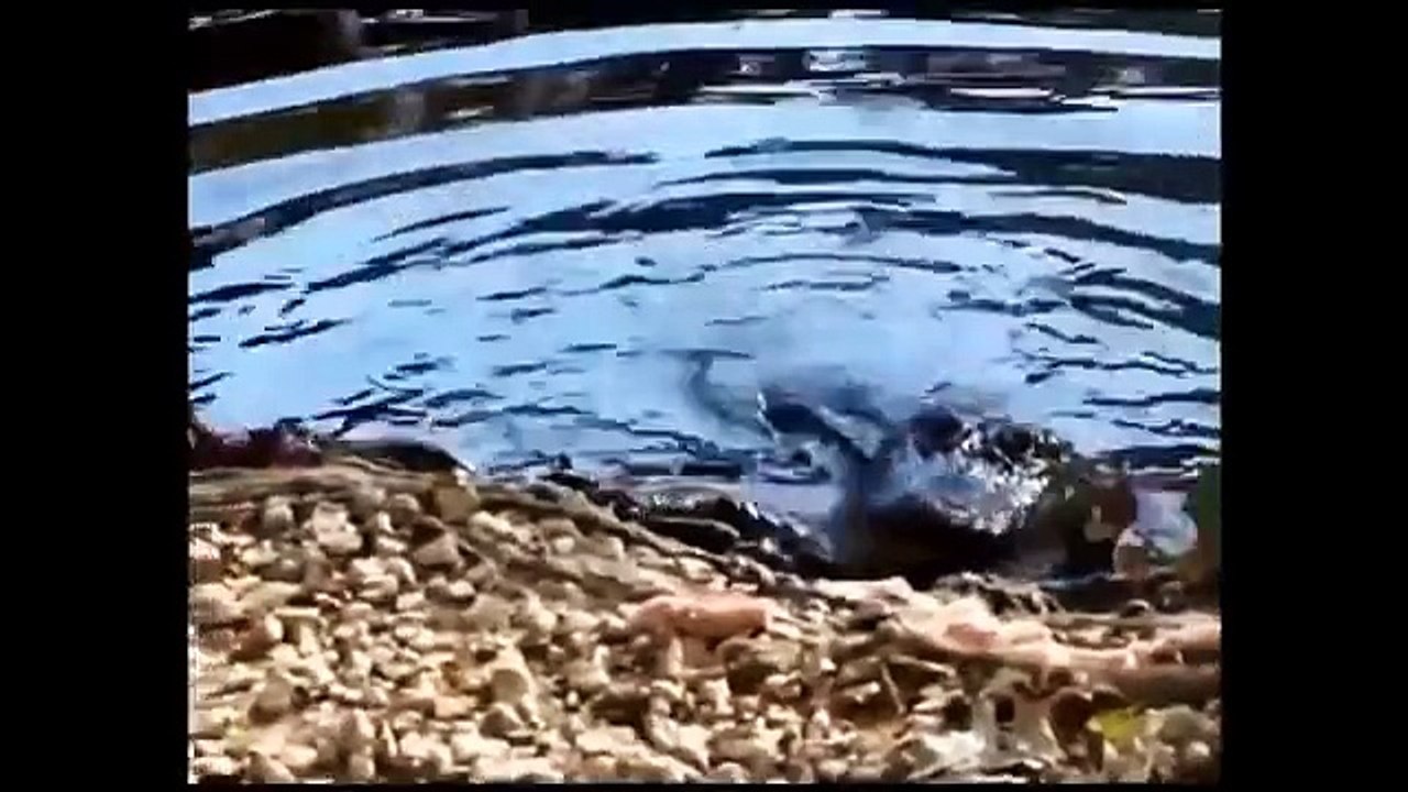 Funny Cat - Funniest Cats vs Water Compilation [2015 HD] Funny Cats Compilation 2015