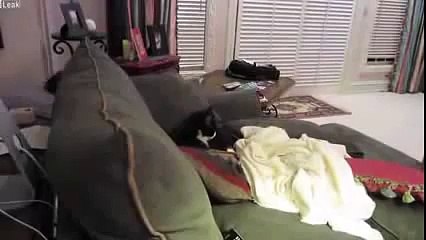 Так напугать кота, у него наверное сердце в пятки ушло!