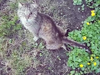 Это сделала мразь, которую я раньше называла соседом!