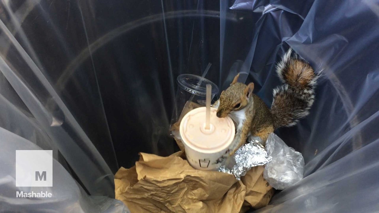 Milkshake Squirrel steals Shake Shack from NYC garbage