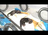Denver Zoo welcomes first clouded leopard cub births