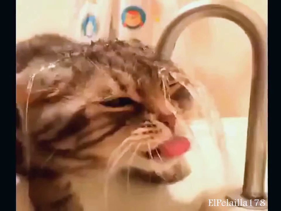 Un chat essaye de boire au robinet