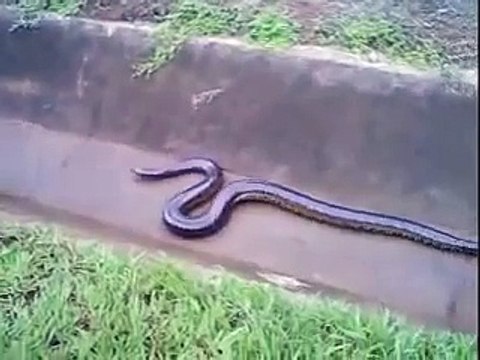 Гигантская змея!