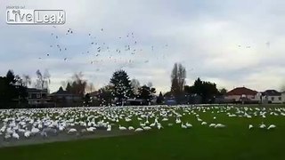 An awesome tsunami of geese.