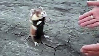 Crazy Russian Hamster Fighting