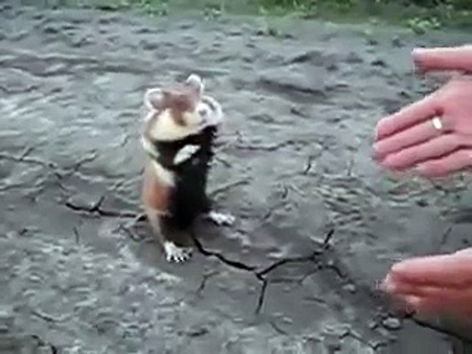 Crazy Russian Hamster Fighting